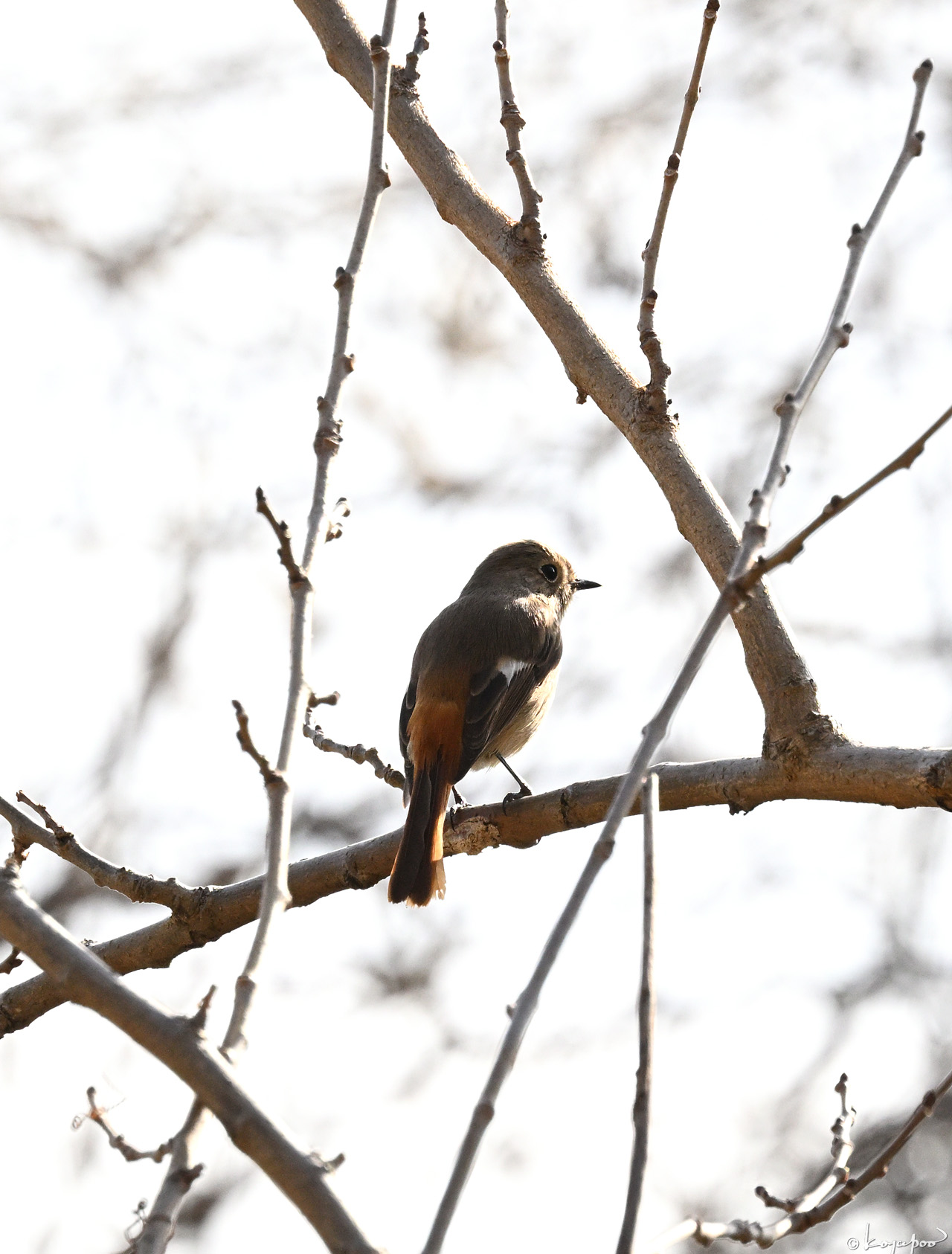 260119X-1762x1280 ¿�����и�¦ ���祦�ӥ���