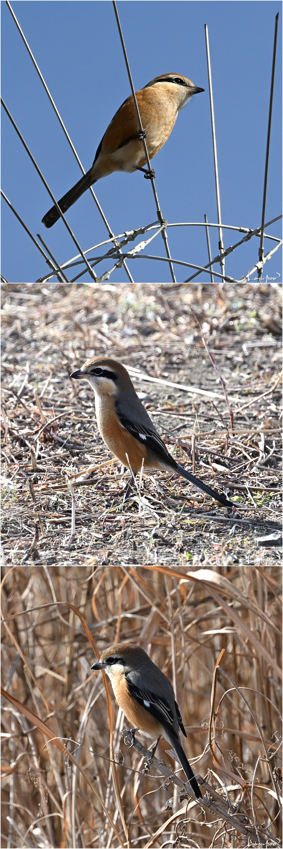 260115X-359�⥺3���� ¿�����и�¦