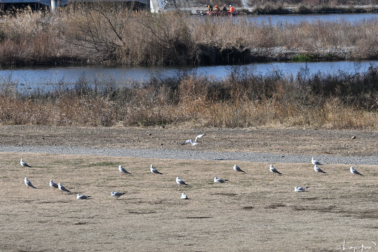 260116X-1764x1280 ��ꥫ���