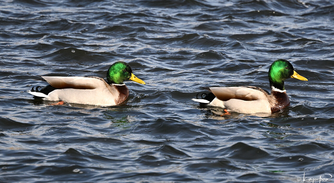 260115X-1102x1280 ¿�����и�¦ �ޥ���