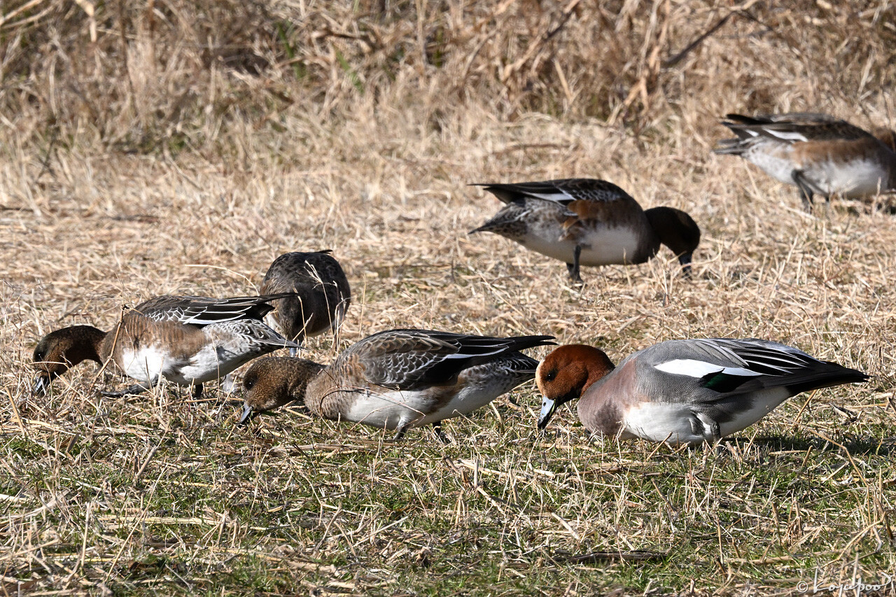 260105X-740x1280 ¿�����и�¦ �ҥɥꥬ��