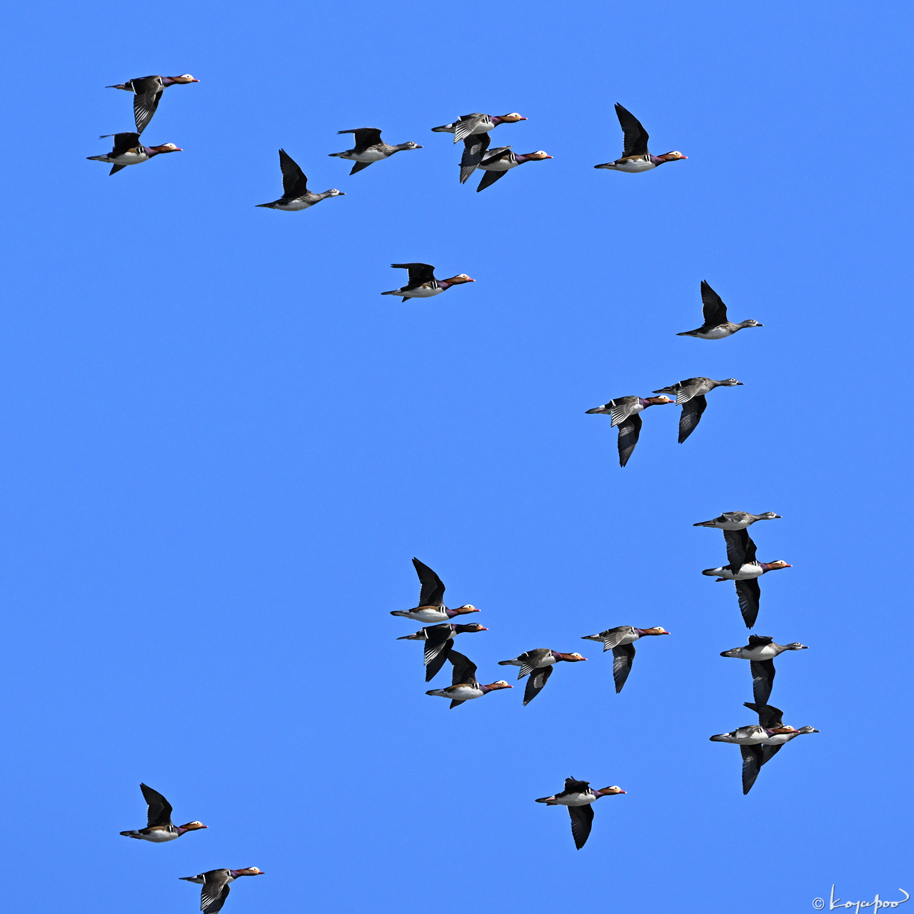 260209X-167x1280 ¿�����и�¦ �����ɥ�