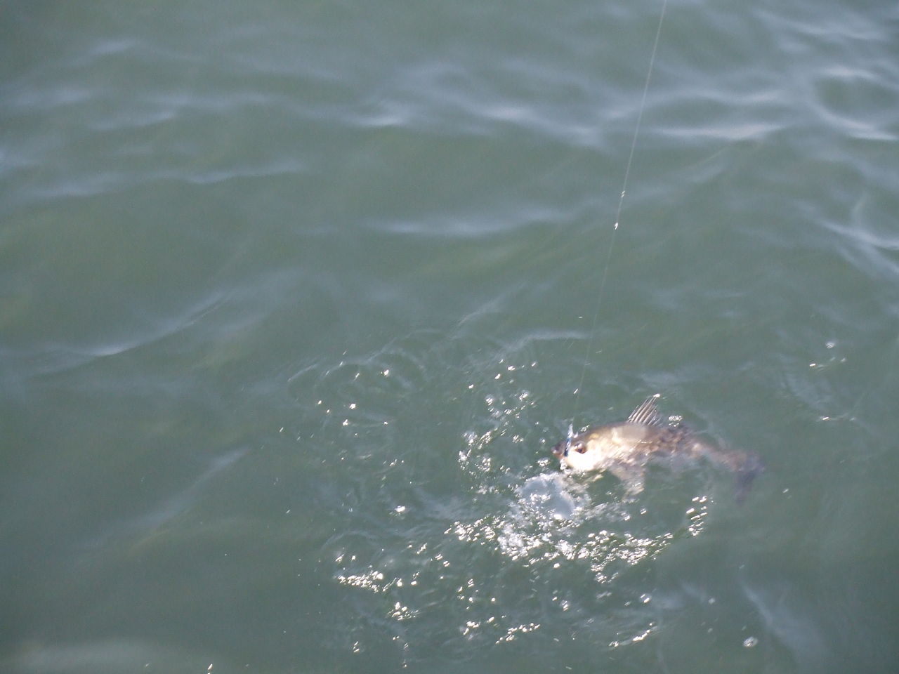 ヒロのシーバスfishingブログ In 福岡 シーバス