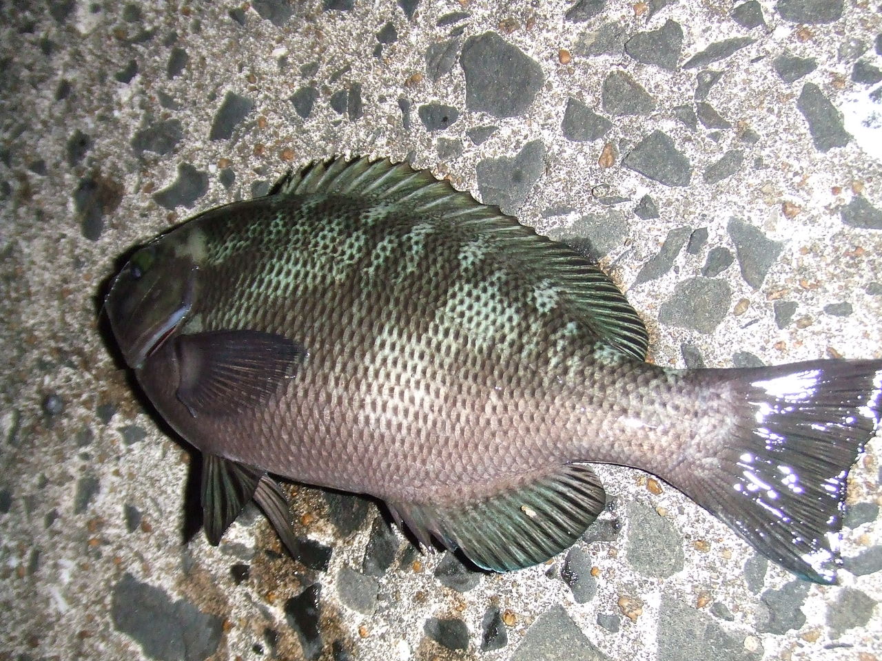 夜釣りが楽しい季節 ヒロのシーバスfishingブログ In 福岡