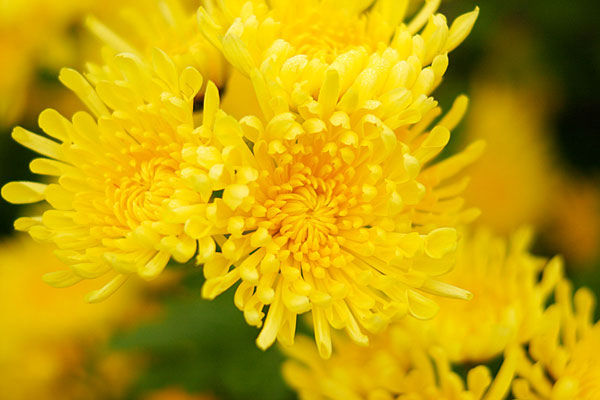 薬膳 漢方的 春におすすめの食材 菊花 薬膳料理 鍋 スープの材料通販 漢方 薬膳食材専門店 甜蜜蜜 ティムマッマッ 店主ブログ 薬膳 漢方的 春におすすめの食材 菊花 薬膳料理 鍋 スープの材料通販 漢方 薬膳食材専門店 甜蜜蜜 ティムマッマッ 店主ブログ