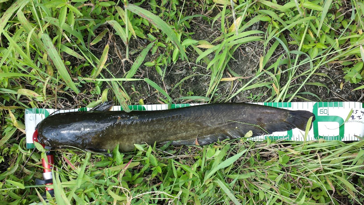 近所で大物釣り ナマズフィッシング 釣れない釣りr