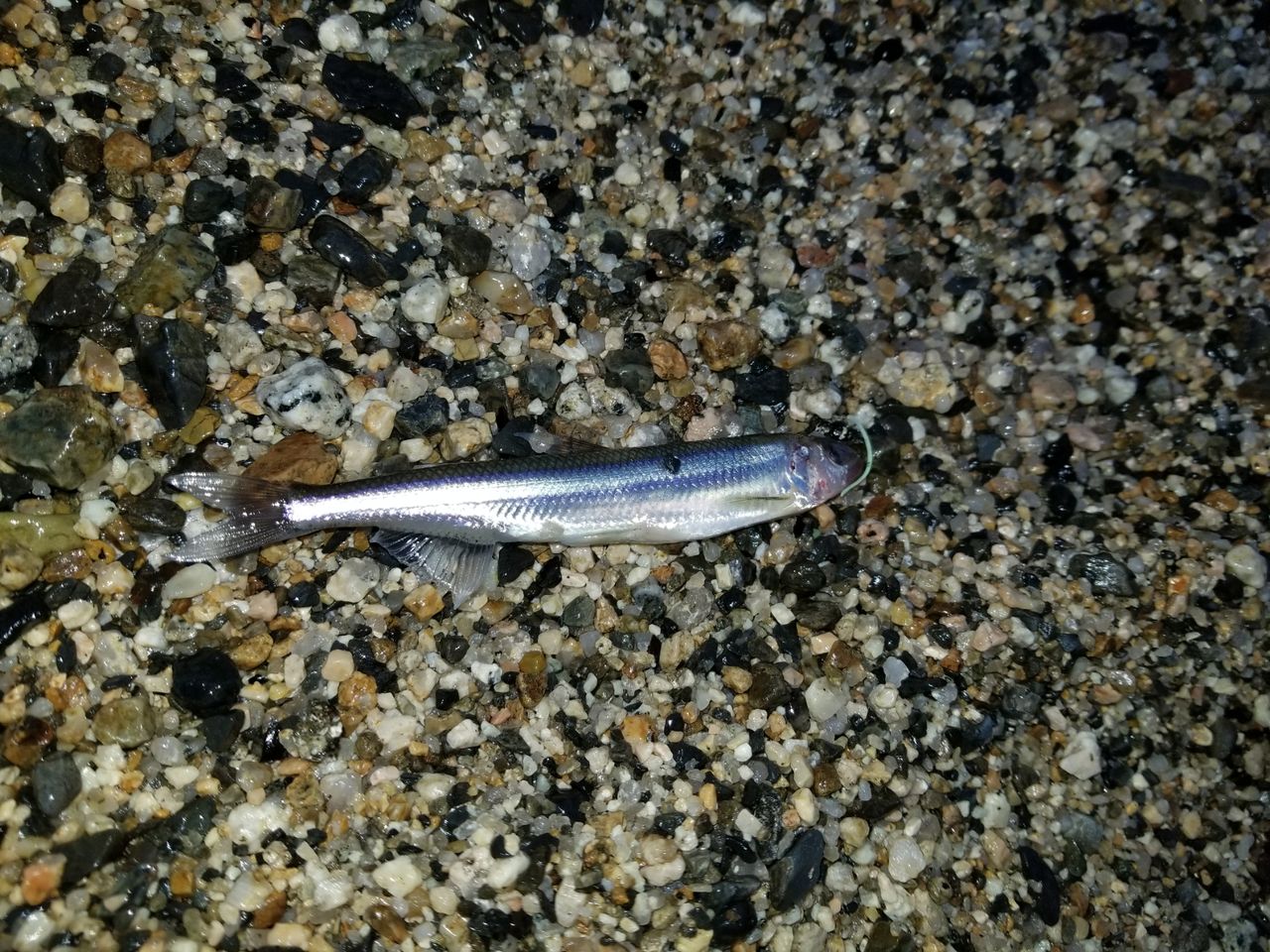 琵琶湖 2月 ワカサギパターン 釣れない釣りr 琵琶湖 2月 ワカサギパターン 釣れない釣りr