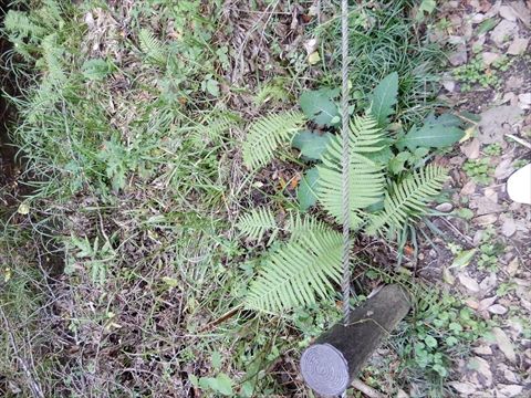 DSCN2957_R