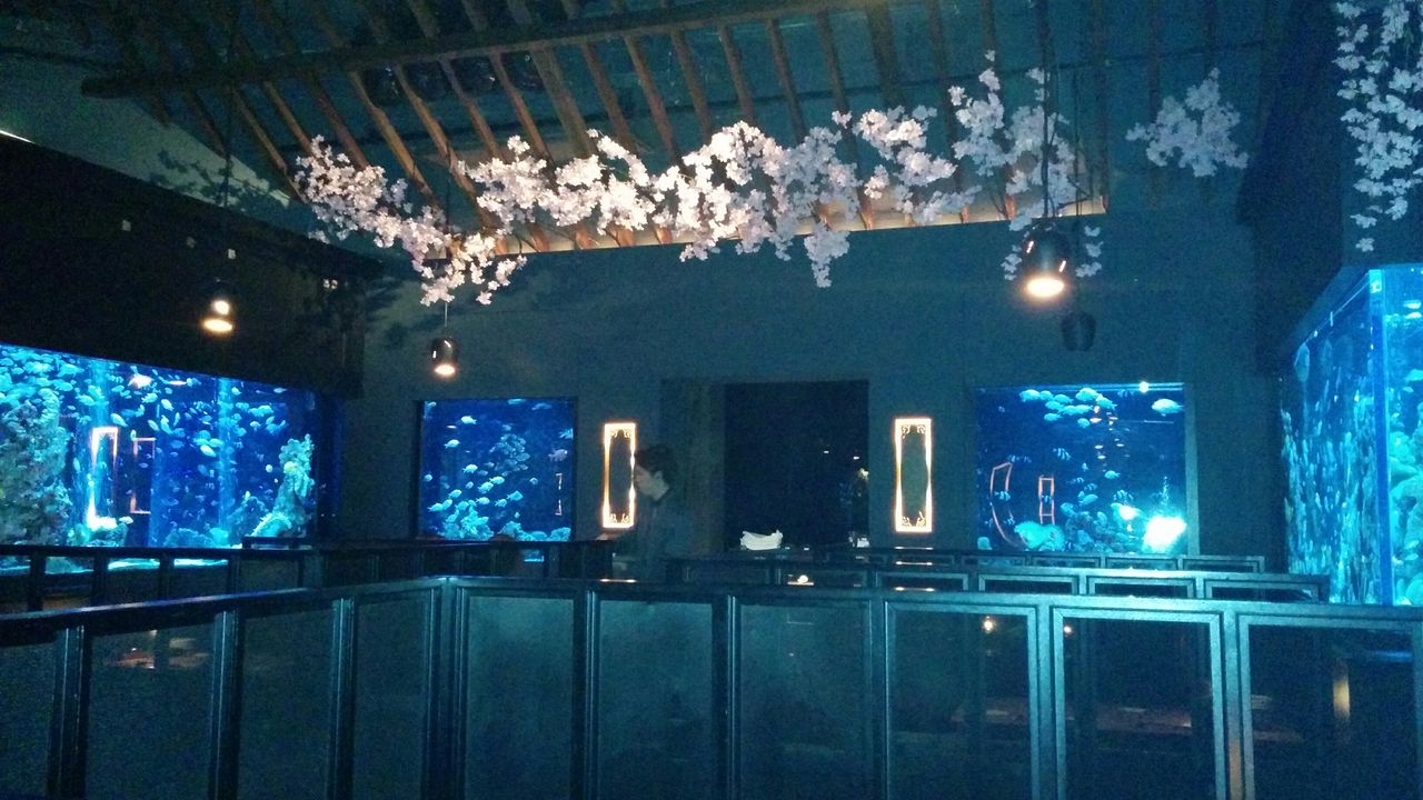 麻布十番の水族館レストラン ライム で のざき牛 を堪能 Trm S Note 麻布十番の水族館レストラン ライム で のざき牛 を堪能 Trm S Note