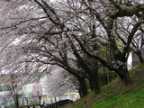 DSCN5334