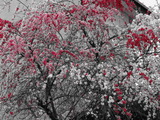 DSC02277
