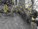 DSC02278
