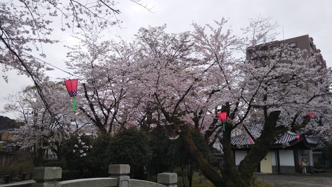 長良公園桜
