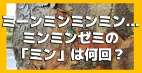 ミンミン