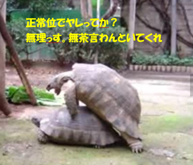 カメの正常位