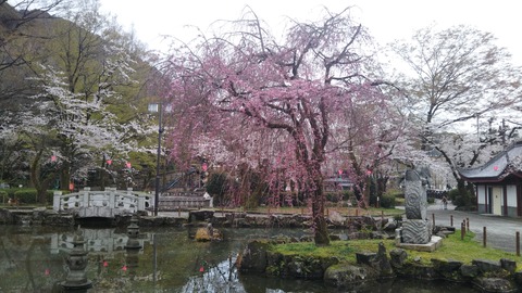 長良公園桜2