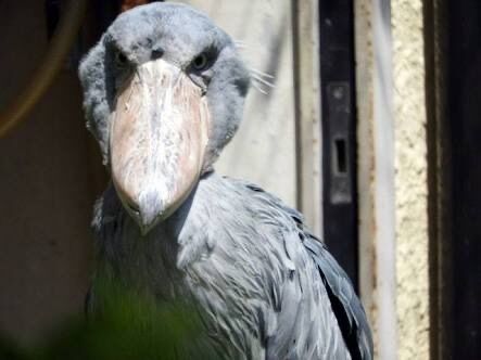 【画像】ヤバそうな鳥が一通り出揃うｗｗｗｗ