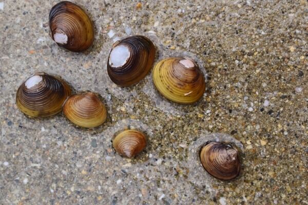 【画像】淡水貝「ただ卵産むだけだと川に流されて段々下流に行き、やがて海について全滅だな…せや！！！」