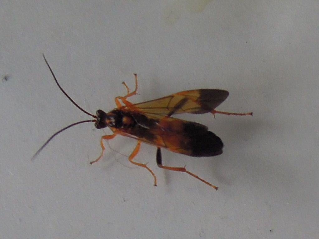 昆虫 MANIAC アゲハ幼虫 アゲハヒメバチ リバーシブル 蚕 かいこ