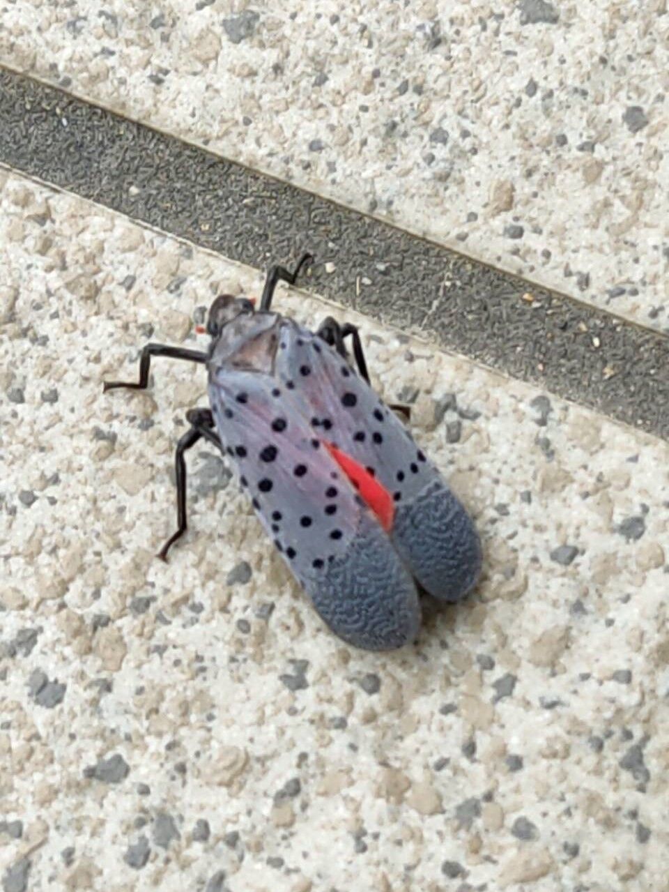 岡山県備前市のシタベニハゴロモ 富士山麓の自然 岡山県備前市のシタベニハゴロモ 富士山麓の自然