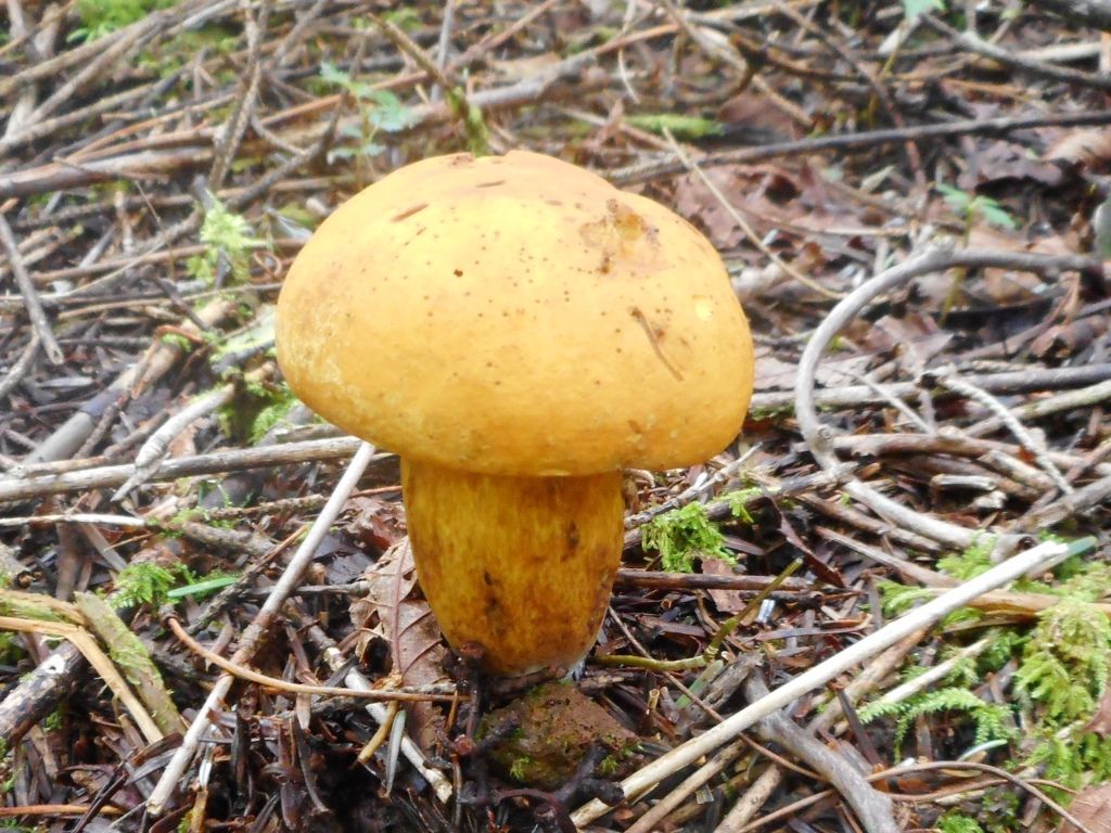 富士山麓の自然





カテゴリ：
菌類

ツチアケビCyrtosia septentrionalisコガネヤマドリテングツルタケキショウゲンジ　　ベニタケ属のキノコシロツチガキ