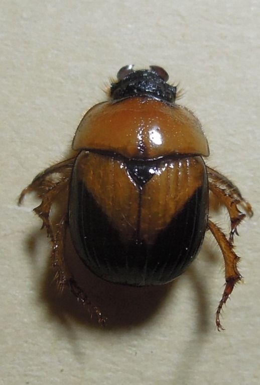 オーストラリアの新種！希少ムネアカセンチ オーストラリアの新種！希少ムネアカセンチ