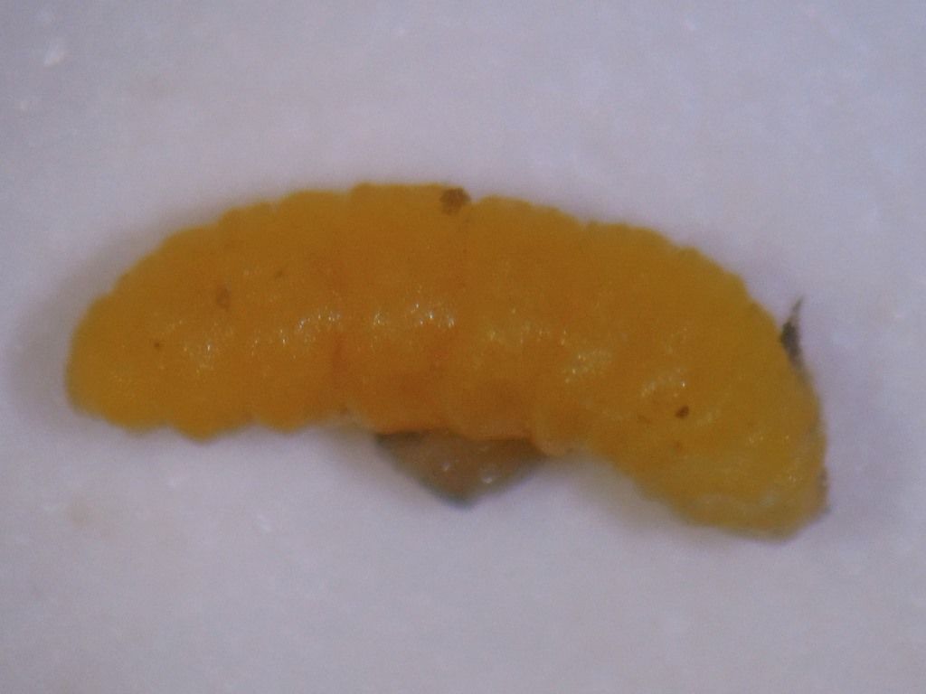 イヌツゲメタマフシとイヌツゲタマバエと門前弘多 富士山麓の自然