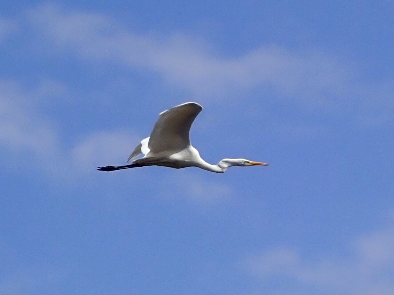 ダイサギあるいはチュウサギ 富士山麓の自然