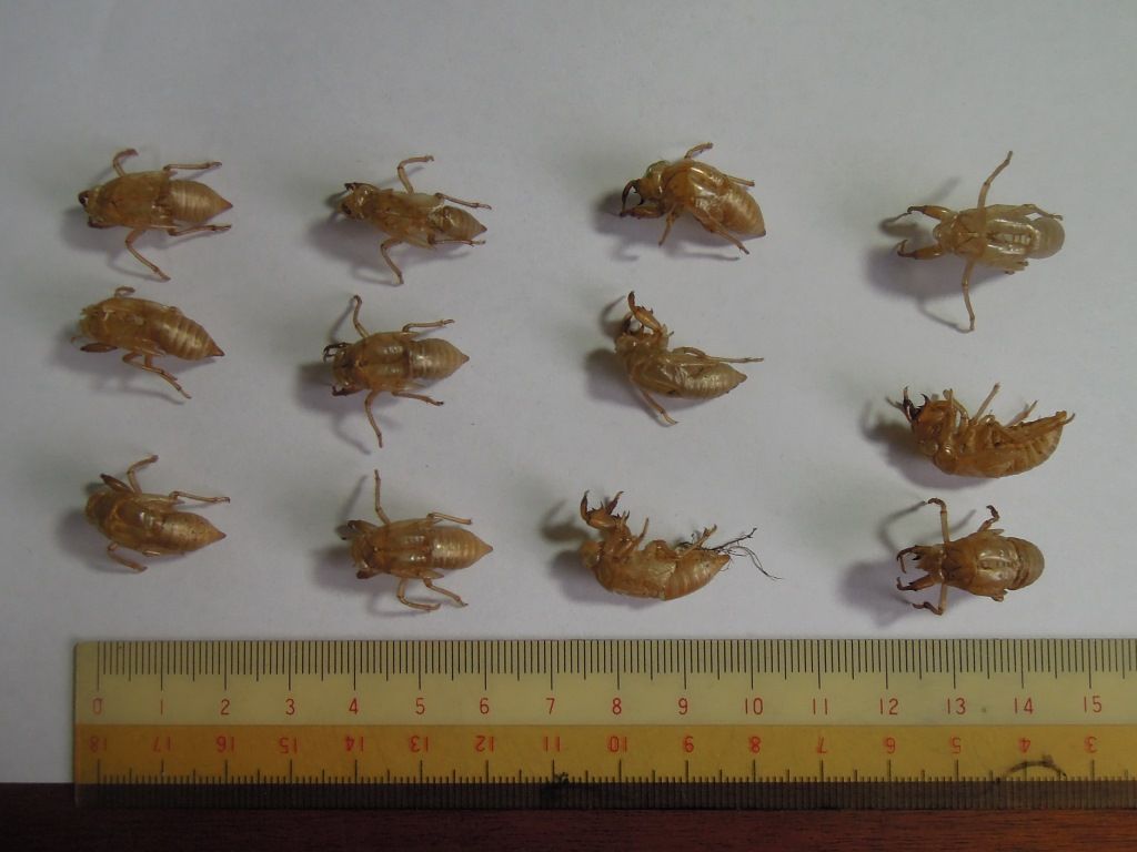 エゾハルゼミの抜け殻 富士山麓の自然 エゾハルゼミの抜け殻 富士山麓の自然