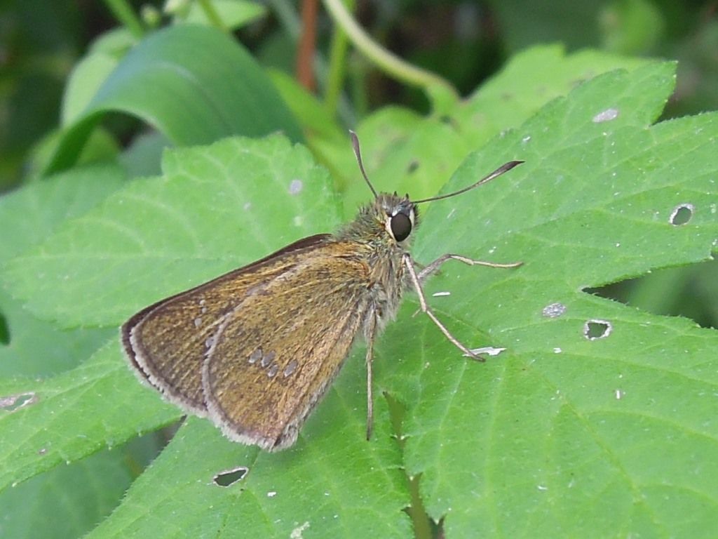 オオチャバネセセリ 秋型のキタテハ ヒメウラナミジャノメ 富士山麓の自然