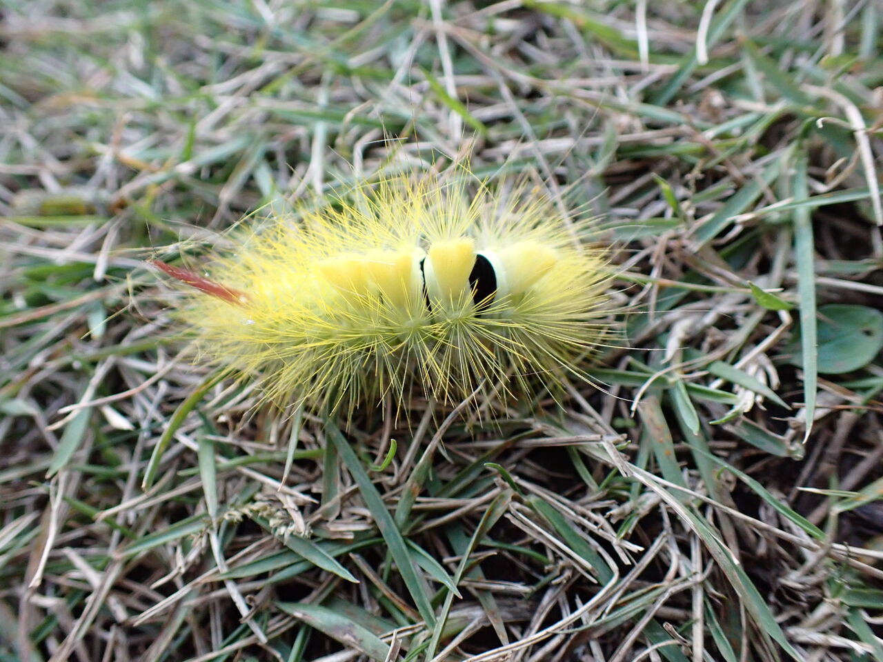 リンゴドクガ 富士山麓の自然