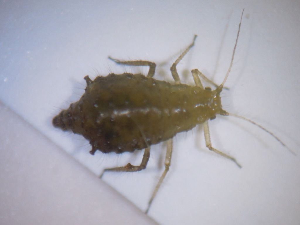 モミジとアブラムシ ヒラヤマカマガタアブラムシとモミジニタイケアブラムシ 富士山麓の自然