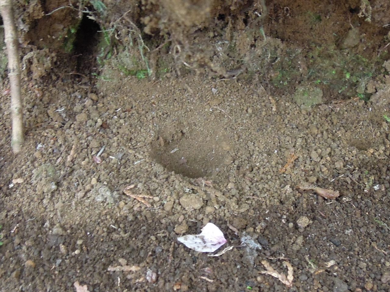 雨あがりのカタツムリ アリジゴクの巣 富士山麓の自然