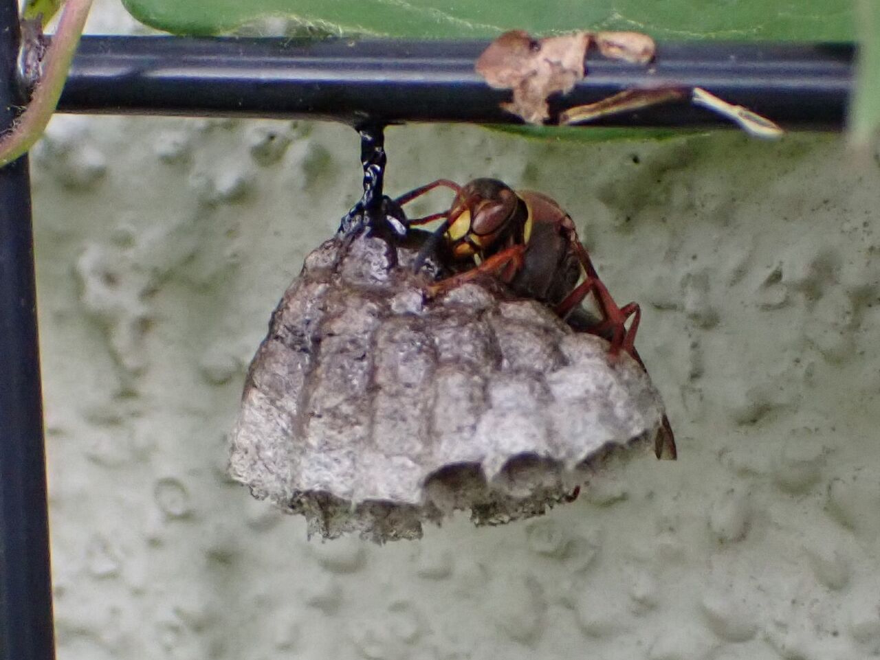 バラハタマフシとコアシナガバチ 富士山麓の自然