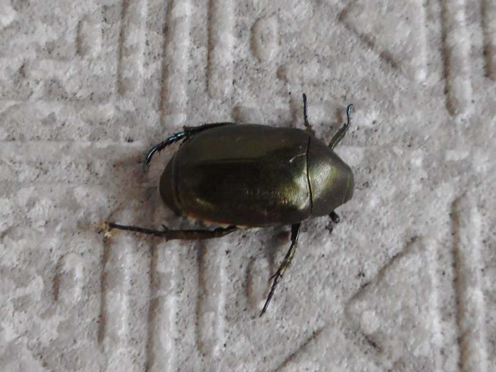 ドウガネブイブイとアオドウガネ 富士山麓の自然