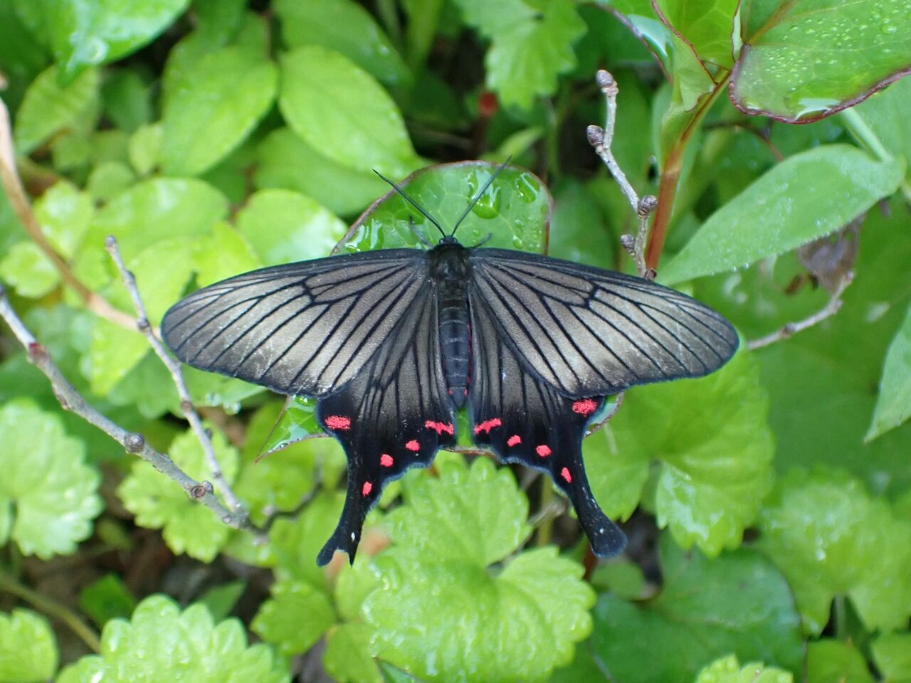 アゲハモドキの擬態 富士山麓の自然