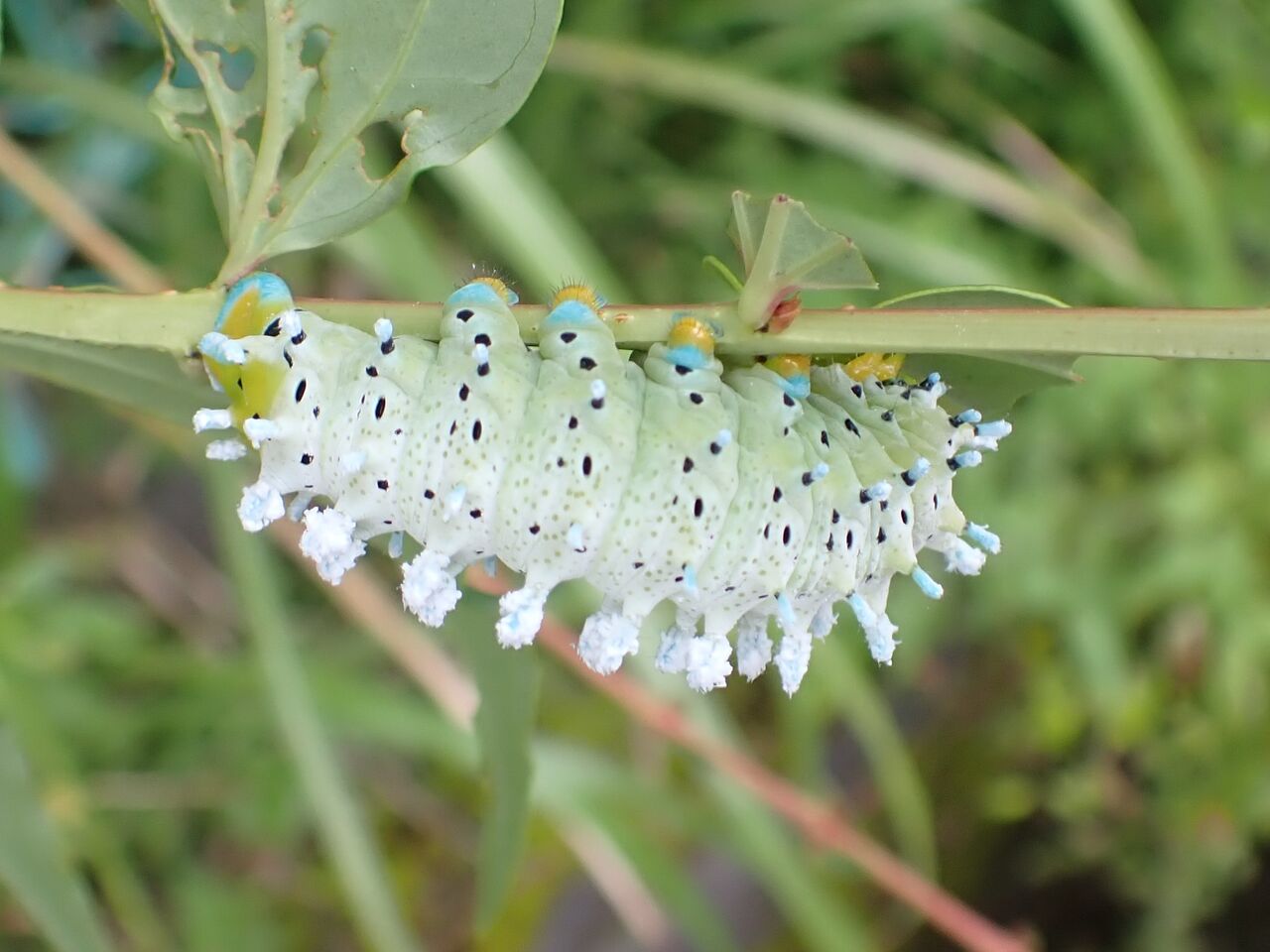 シンジュサンの幼虫の大量発生 富士山麓の自然