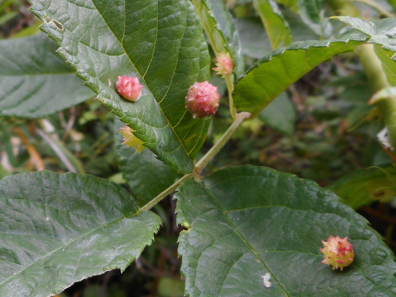 バラハタマフシとコアシナガバチ 富士山麓の自然