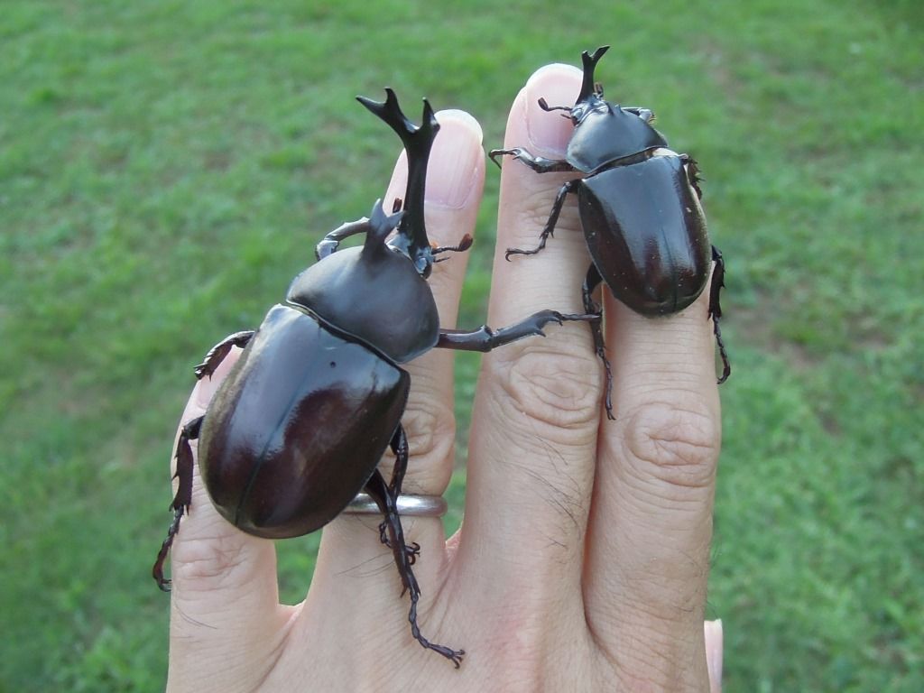 カブトムシtrypoxylus Dichotomus L 1771 コハクオナジマイマイbradybaenapellucida Kuroda Et Habe In Habe 1953 富士山麓の自然 カブトムシtrypoxylus Dichotomus L 1771 コハクオナジマイマイbradybaenapellucida Kuroda Et Habe In Habe 1953 富士山麓の自然
