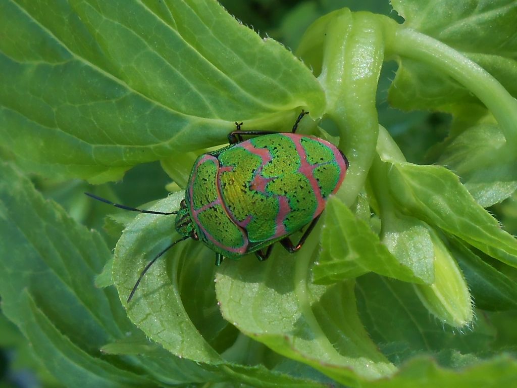 アカスジキンカメムシの幼虫と成虫 富士山麓の自然 アカスジキンカメムシの幼虫と成虫 富士山麓の自然