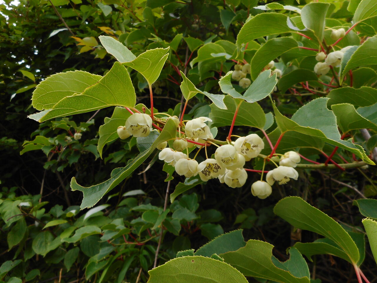 サルナシActinidia arguta : 富士山麓の自然