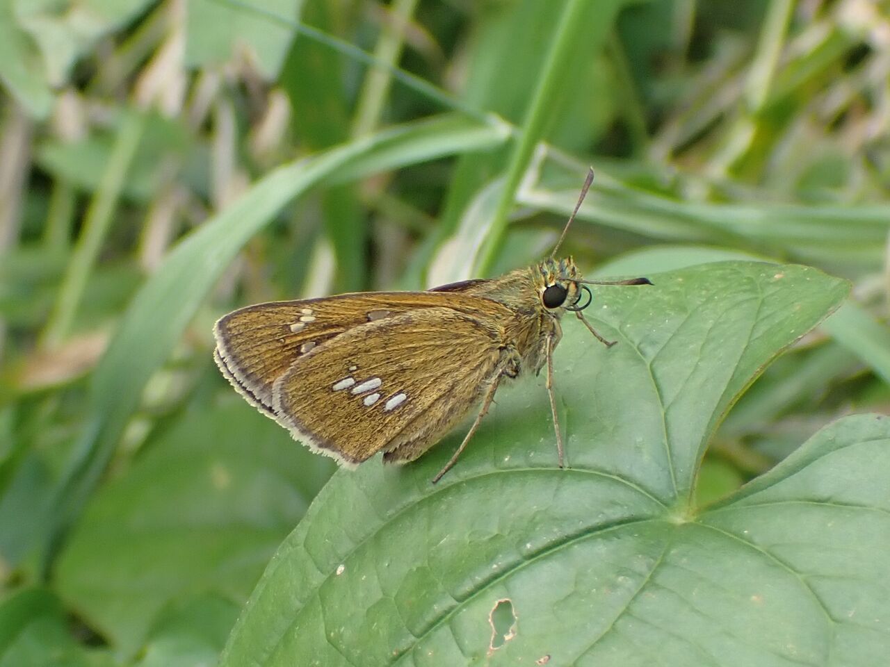 オオチャバネセセリ Zinaida Pellucida 富士山麓の自然