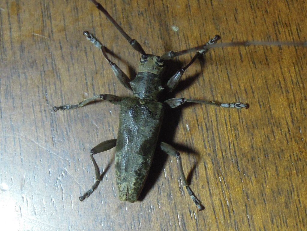 ニセビロウドカミキリAcalolepta sejuncta sejuncta (Bates, 1873