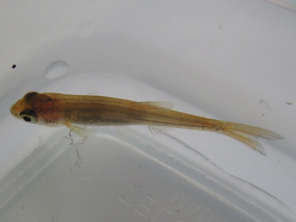 富士山麓の自然
	  雪の富士山  アブラハヤの稚魚
	コメント