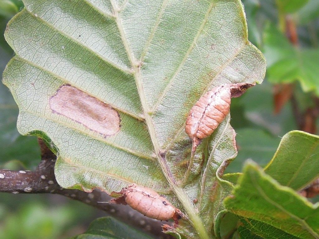 金時山で新発見 富士山麓の自然