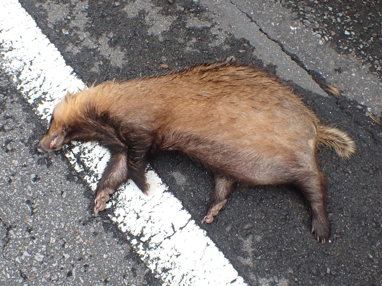 ニホンアナグマのロードキル 富士山麓の自然