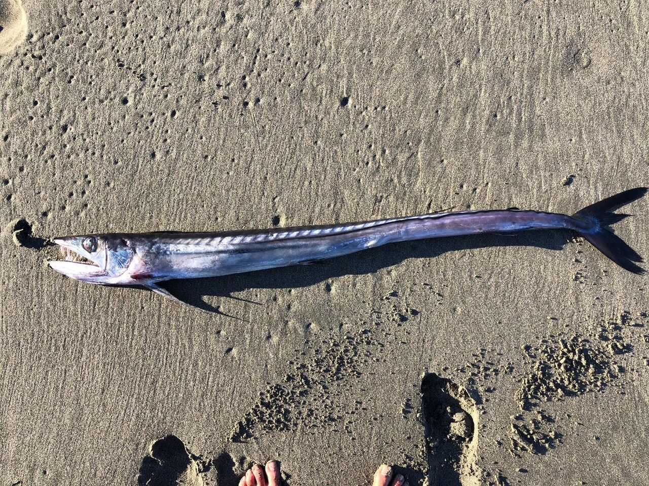 深海魚のミズウオ 富士山麓の自然