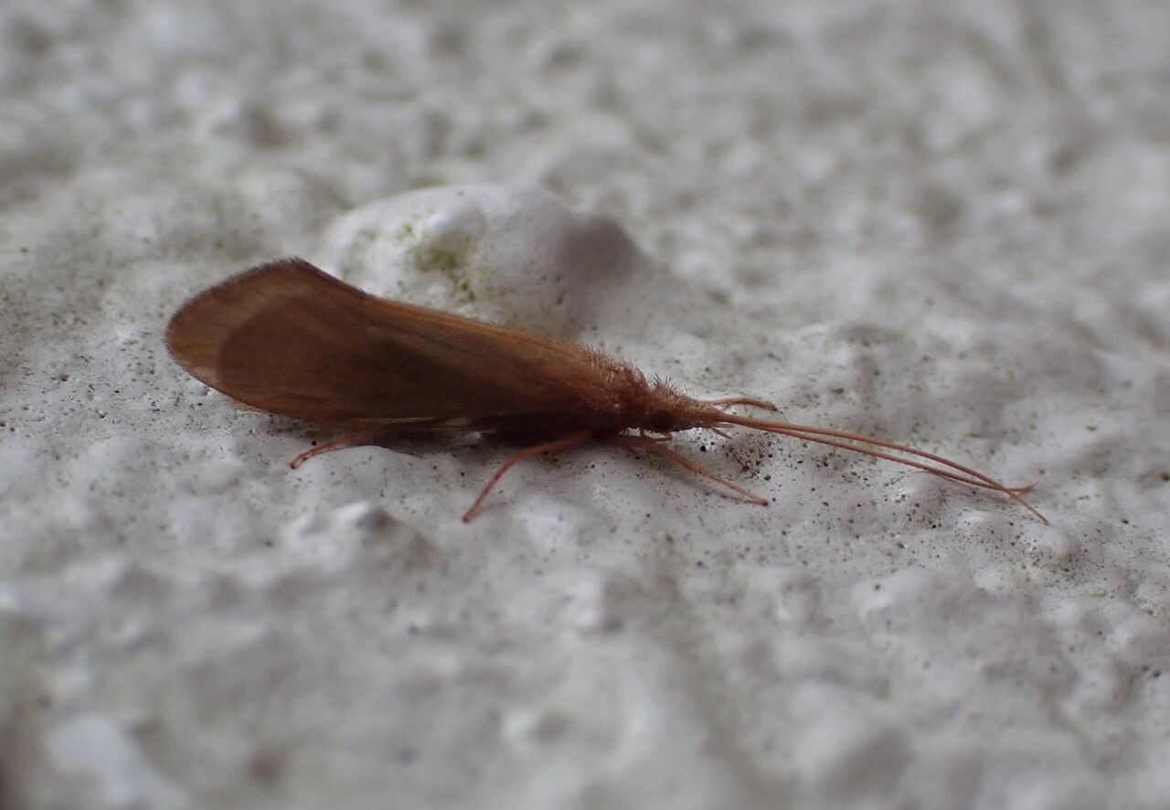 真冬のニンギョウトビケラ 富士山麓の自然