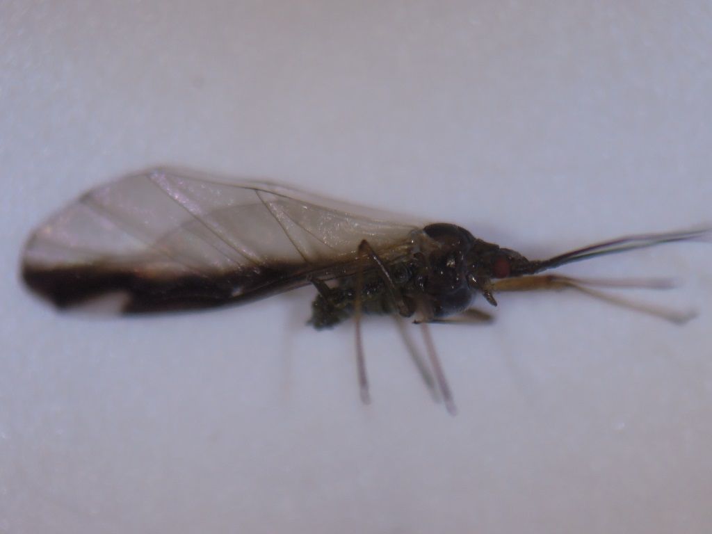 モミジとアブラムシ ヒラヤマカマガタアブラムシとモミジニタイケアブラムシ 富士山麓の自然