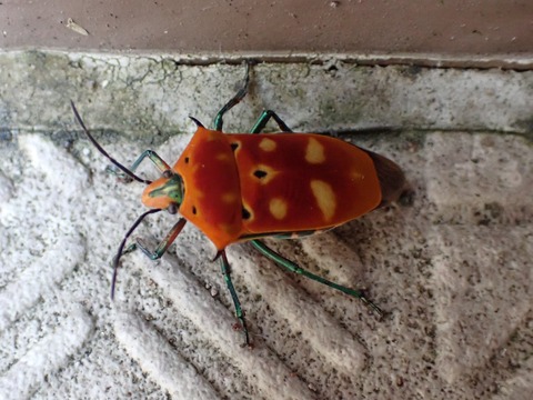 アカギカメムシ 今秋２度目の確認 富士山麓の自然